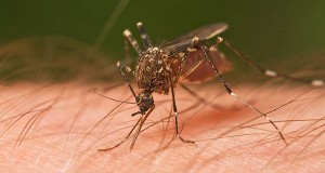 Chloroquine Makes Comeback to Combat Malaria