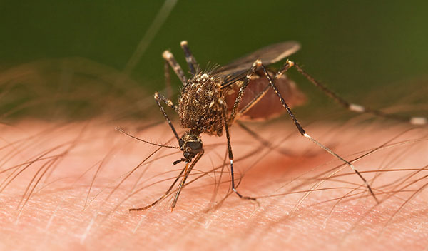 Chloroquine Makes Comeback to Combat Malaria